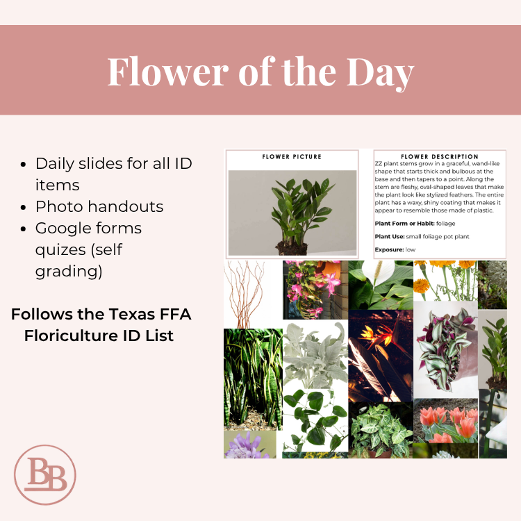 Flower of the Day