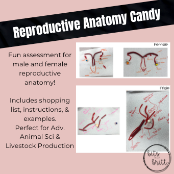 Reproductive Anatomy - Candy Edition