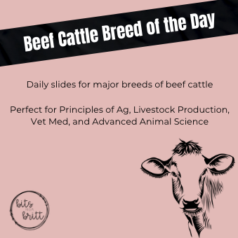 Beef Cattle Breed of the Day