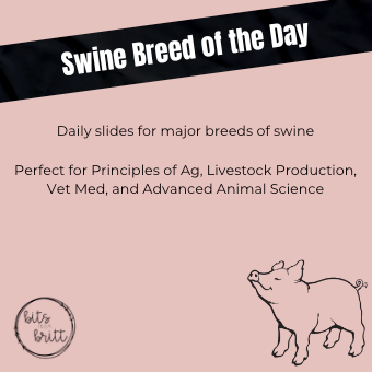 Swine Breed of the Day Slides