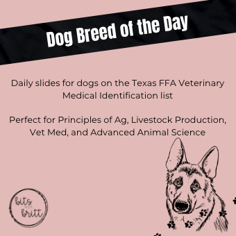 Dog Breed of the Day Slides