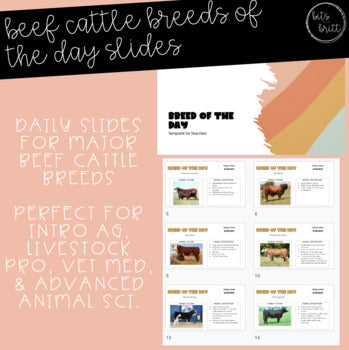 Beef Cattle Breed of the Day